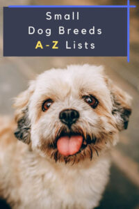 All Small Dog Breeds A Z With Pictures In 2021 Dog Breed Info