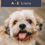 All Small Dog Breeds A Z With Pictures In 2021 Dog Breed Info