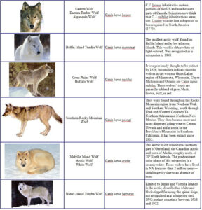 Canis Lupus 101 Wolf Species