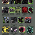 Pin By Gardening Soul On Witchy Garden Dark Flowers Plants Gothic