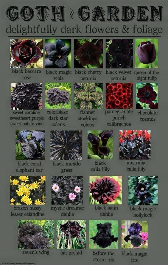 Pin By Gardening Soul On Witchy Garden Dark Flowers Plants Gothic 