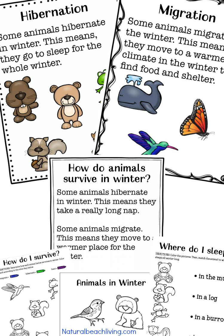 The Ultimate Winter Animals For Preschool Activities Natural Beach Living